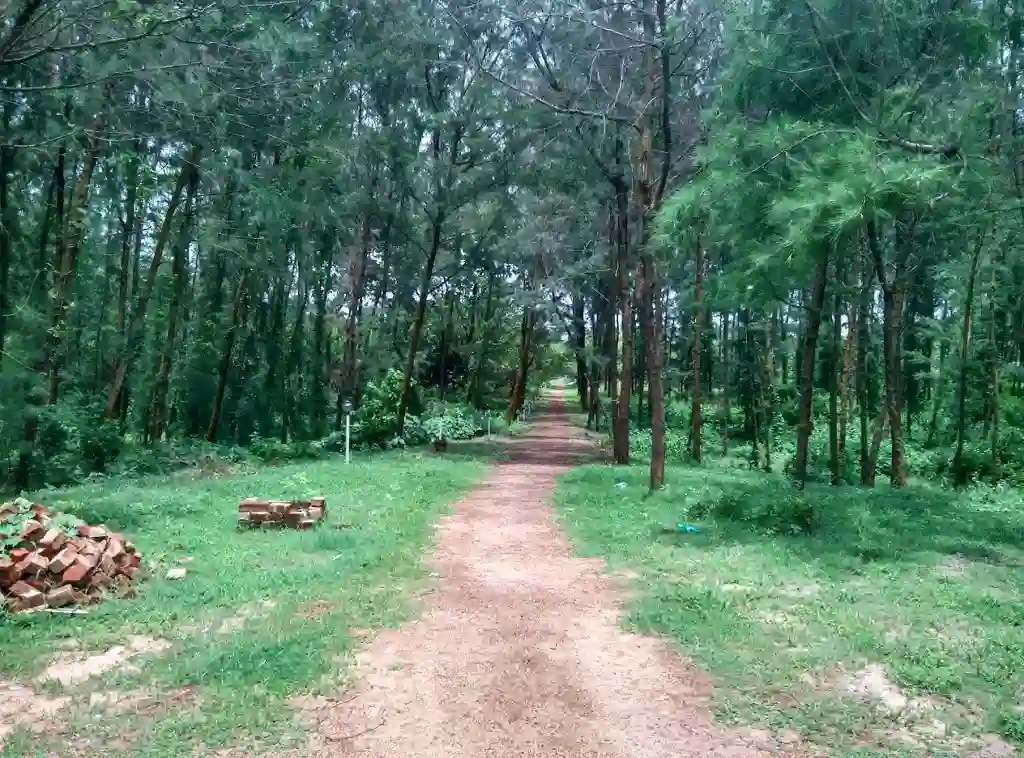 Private forest of abasar resort 