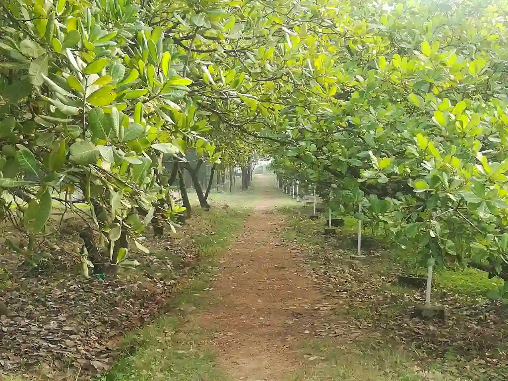 Private forest of abasar resort 